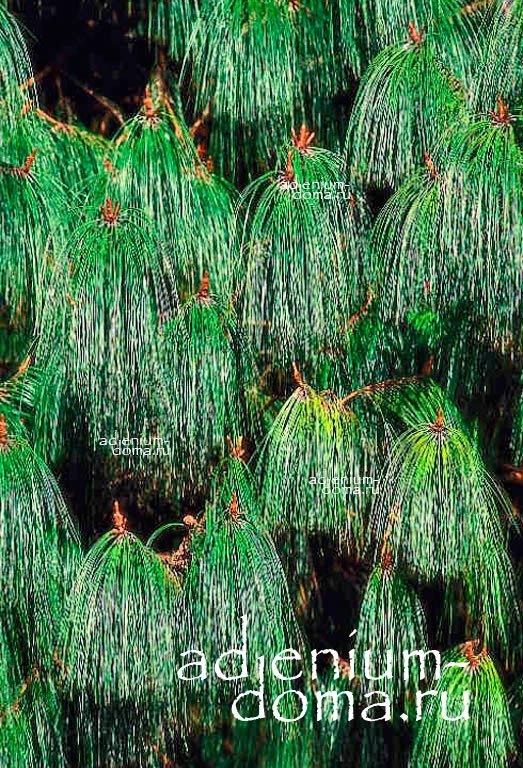 Pinus PATULA Сосна раскидистая мексиканская 2