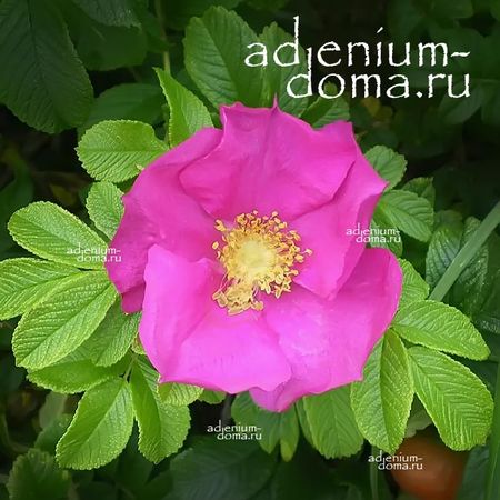 Rosa RUGOSA (Роза): купить 3 семени c доставкой почтой 🌸 Адениум дома