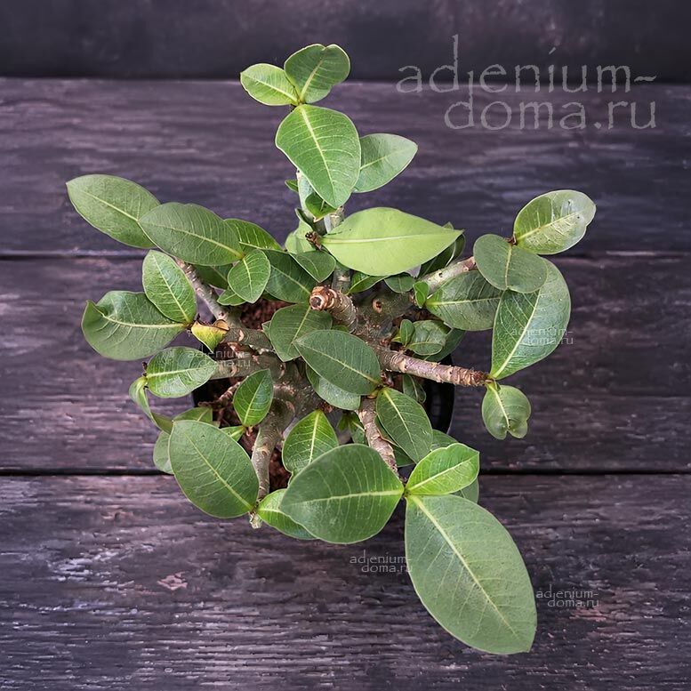 Adenium ARABICUM MIX Адениум арабский 1