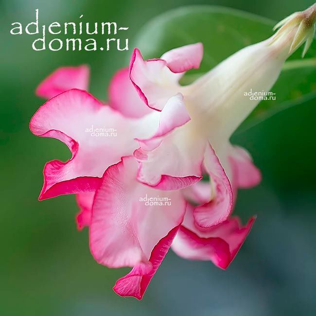 Ветка Adenium Obesum Quatro Flower BALLERINA 2