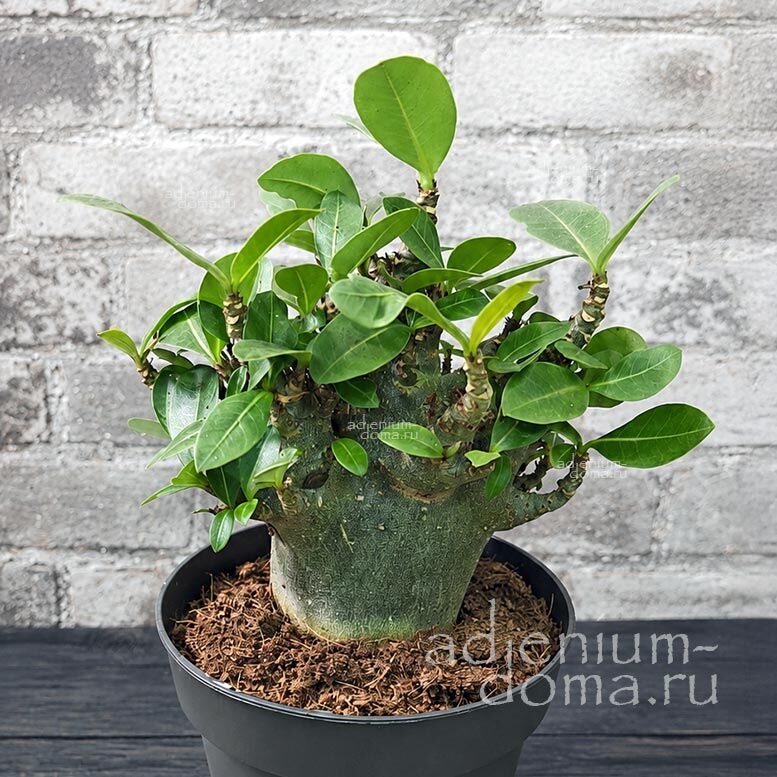Adenium ARABICUM MIX Адениум арабский 1
