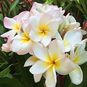 Plumeria Rubra LADY LOVE (Плюмерия) 4
