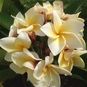 Plumeria Rubra CREAMY WHITE (Плюмерия) 4