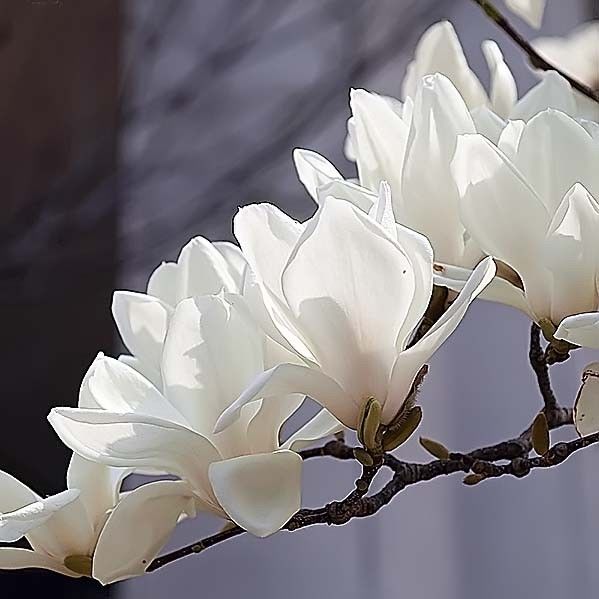 Magnolia DENUDATA Магнолия обнаженная 1