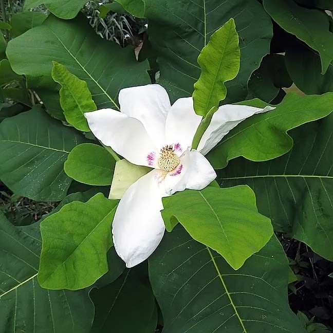 Magnolia MACROPHYLLA Магнолия крупнолистная 2