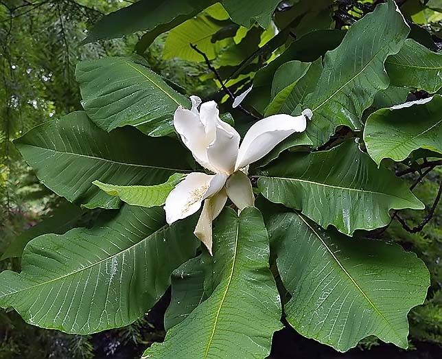 Magnolia MACROPHYLLA Магнолия крупнолистная 3