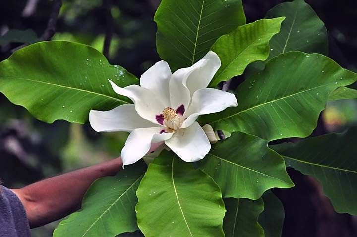 Magnolia MACROPHYLLA Магнолия крупнолистная 1