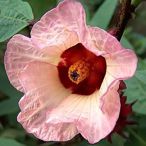 Hibiscus SABDARIFFA Гибискус сабдарифа Каркаде Суданская роза 1