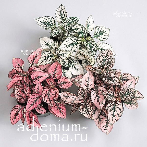 Hypoestes PHYLLOSTACHYA WHITE Гипоэстес листоколосковый белый Гипоестес Филлостахия Вайт 3
