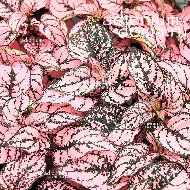 Hypoestes PHYLLOSTACHYA PINK Гипоэстес листоколосковый розовый Гипоестес Филлостахия Пинк 1