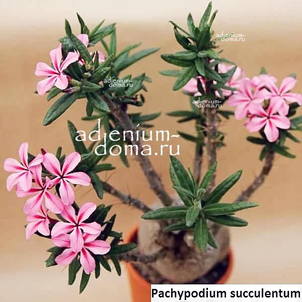 Pachypodium SUCCULENTUM Пахиподиум суккулентный 2