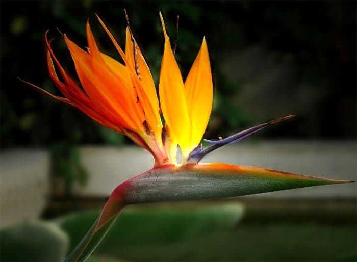 Strelitzia REGINAE Стрелиция королевская Цветок райской птицы журавля 3