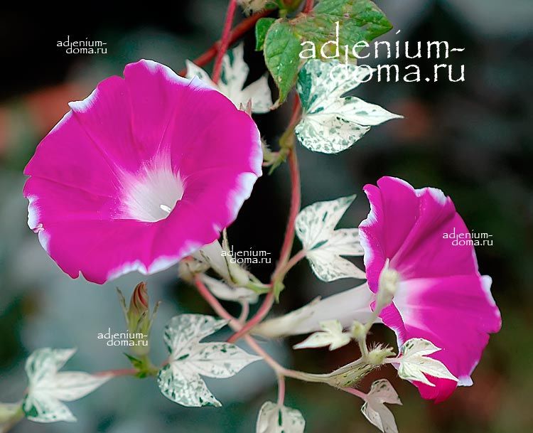 Ipomoea CAMEO ELEGANCE Ипомея миниатюрная элегантная 3