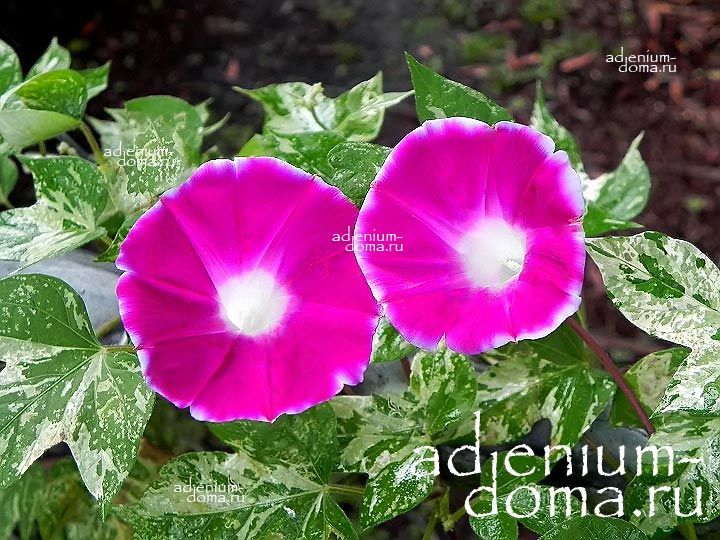 Ipomoea CAMEO ELEGANCE Ипомея миниатюрная элегантная 4