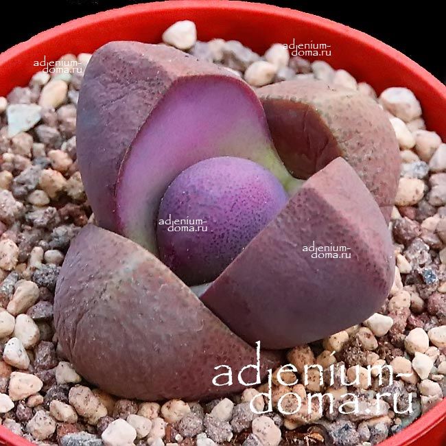 Растение Pleiospilos NELII RUBRA Плейоспилос шарообразный красный Плейоспилос Неля Рубра 3