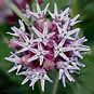 Asclepias SPECIOSA (Ваточник, Ластовень) 2
