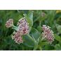 Asclepias SPECIOSA (Ваточник, Ластовень) 3