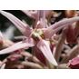 Asclepias SPECIOSA (Ваточник, Ластовень) 4