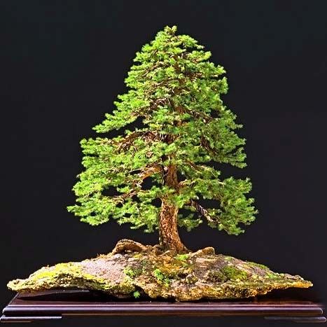 Picea JEZOENSIS Ель аянская 2