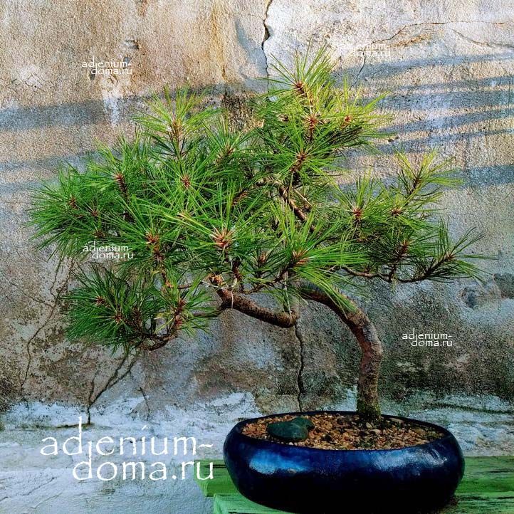 Pinus TAEDA Сосна ладанная 2