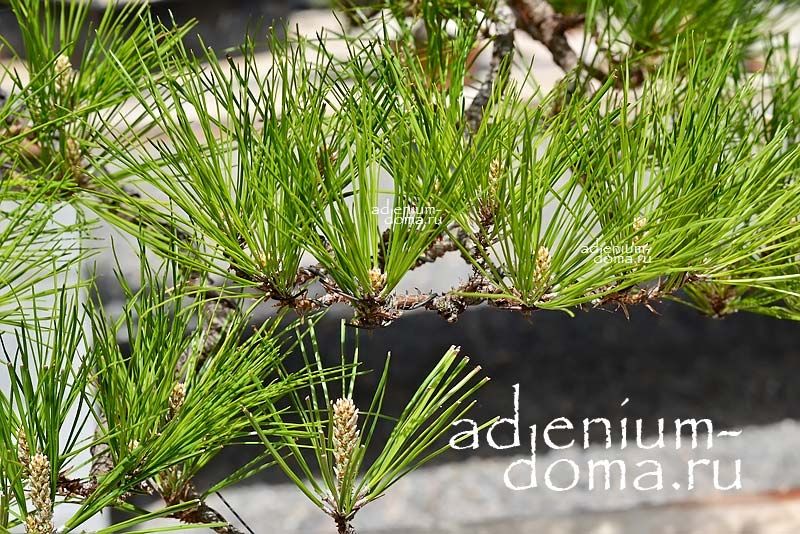 Pinus TAEDA Сосна ладанная 3
