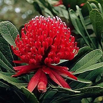 Telopea SPECIOSISSIMA (Телопея)