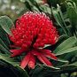 Telopea SPECIOSISSIMA (Телопея) 2