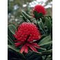 Telopea SPECIOSISSIMA (Телопея) 3
