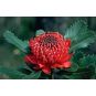 Telopea SPECIOSISSIMA (Телопея) 4