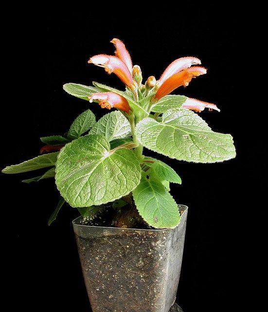 Sinningia CARDINALIS Синнингия красная Rechsteineria 1