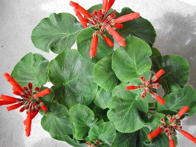 Sinningia CARDINALIS Синнингия красная Rechsteineria 2